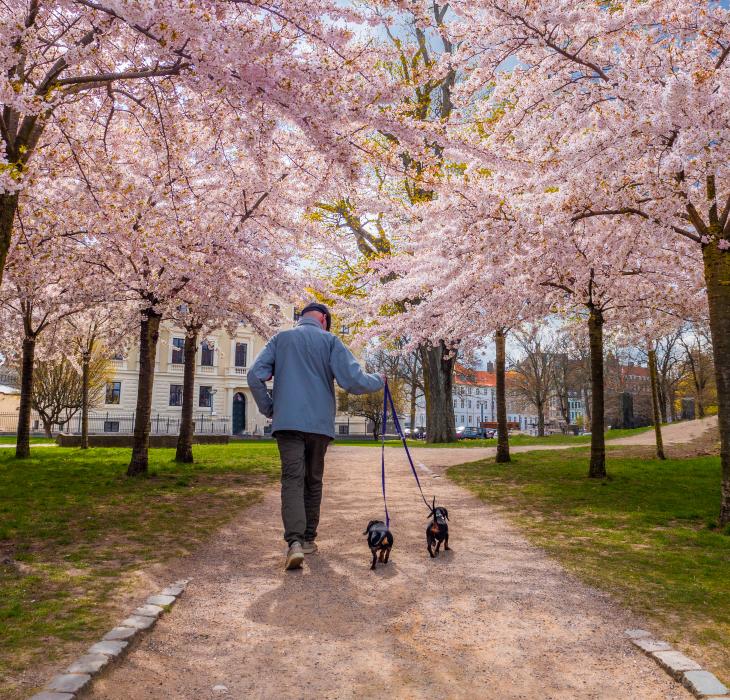 Dog, cherry, cherrytrees, kirsebærtræer